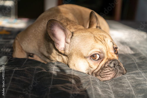 Fototapeta Naklejka Na Ścianę i Meble -  Brown French Bulldog Sleeps on the bed. Selective focus