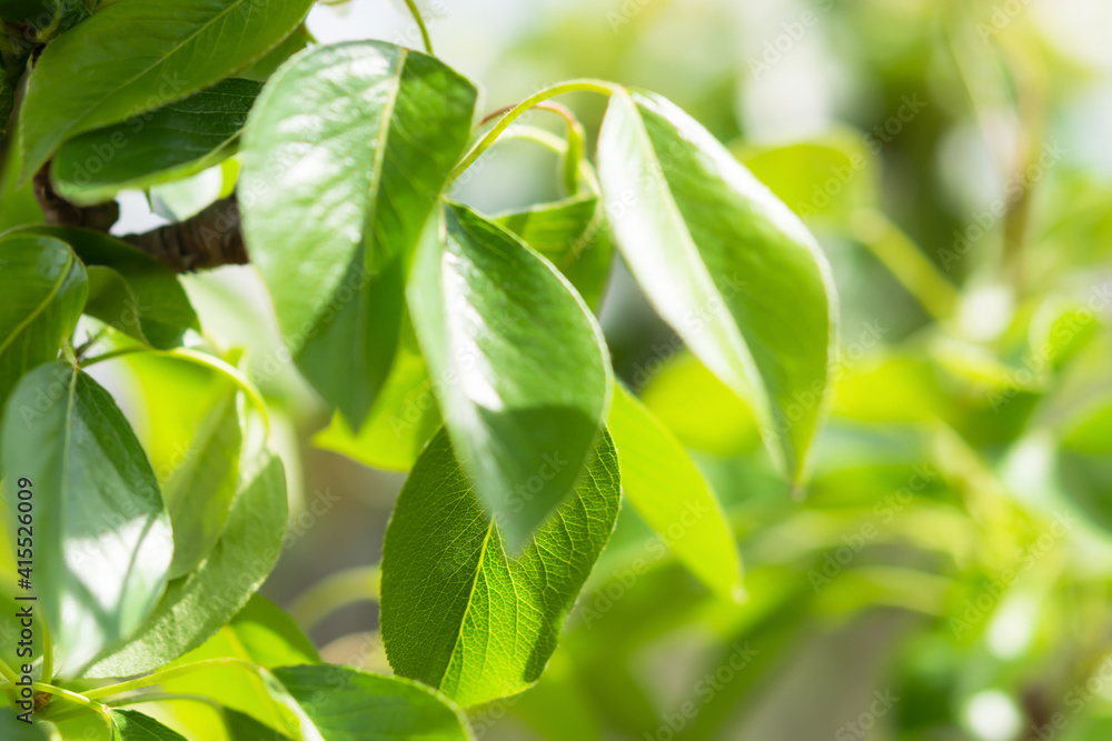 Green pear leaves close up on a branch in the garden. Spring green natural background in bright sunlight. The concept of a great mood, prosperity, spring flowering, development. Full frame, copy space Green pear leaves close up on a branch in the garden. Spring green natural background in bright sunlight. The concept of a great mood, prosperity, spring flowering, development. Full frame, copy space