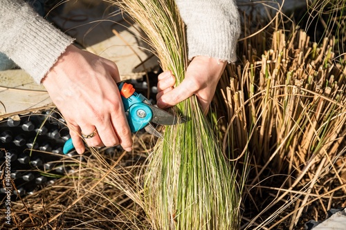 Young blonde woman cutting back Feather grass (Stipa), also known as angel hair feather grass, maiden hair grass, tufted hair grass or wattle grass, in the garden