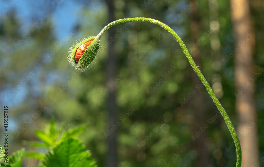Oval bud of a poppy flower on a long green stem Oval bud of a poppy flower on a long green stem