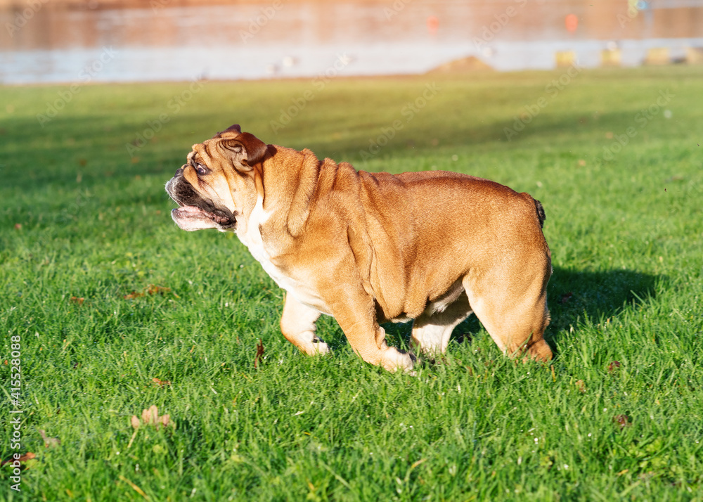 Red English/British Bulldog Dog out for a walk running on the grass