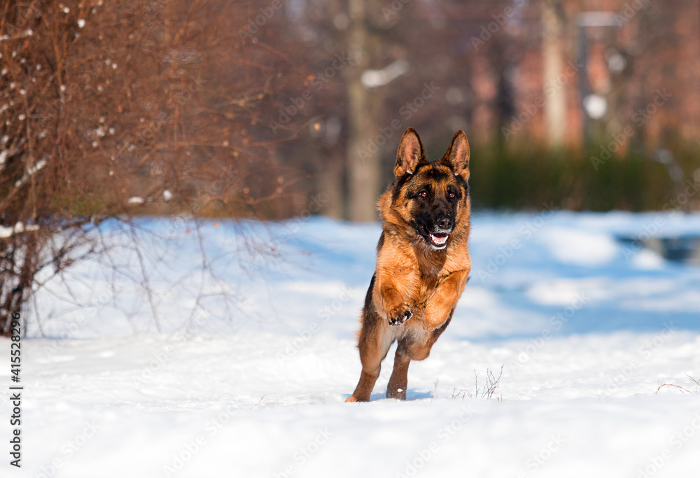 dog german shepherd running in a snowy park in winter