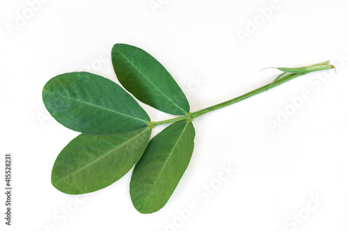 Peanut leaves isolated on white background.