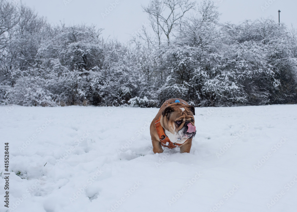 Red English/British Bulldog Dog out for a walk running on the snow Red English/British Bulldog Dog out for a walk running on the snow