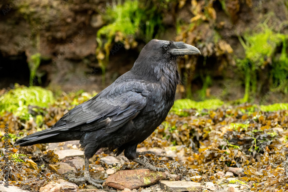 Fototapeta premium Closeup shot of a black common Raven walking n the ground