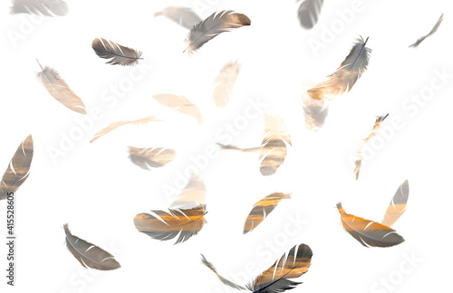 double exposure group of feathers bird floating with sunset sky on white background. feather silhouette.