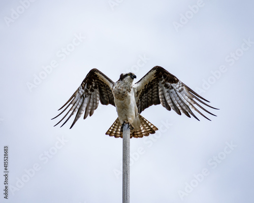 Low angle shot of a hawk perched on a post with its wings wide open