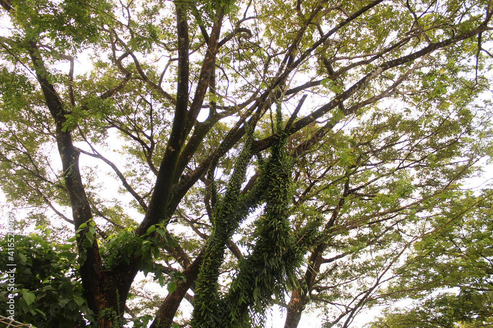 Lots of branches and leaves. A beautiful looking tree with branches and leaves. Nature concept Lots of branches and leaves. A beautiful looking tree with branches and leaves. Nature concept