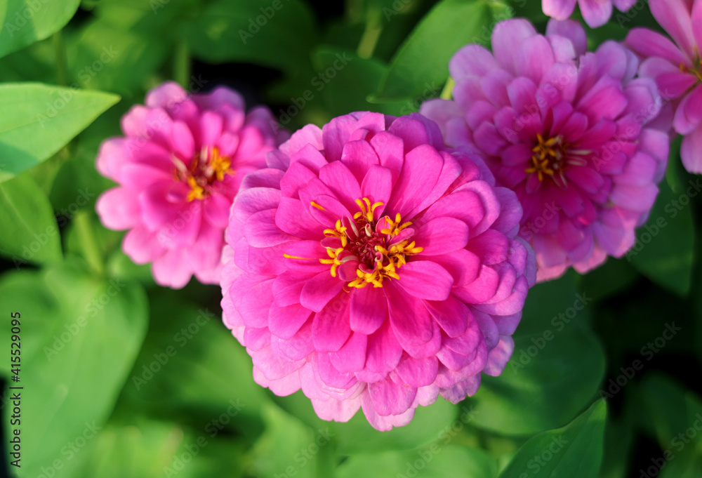 Closeup of Vibrant Pink Zinnia Violacea Flower Blooming in the Sunlight Closeup of Vibrant Pink Zinnia Violacea Flower Blooming in the Sunlight