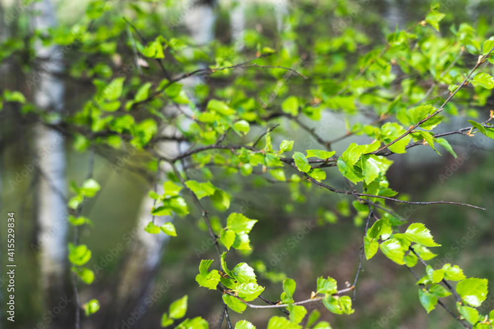 young birch leaves in spring are bright green, selective focusing blurred background young birch leaves in spring are bright green, selective focusing blurred background