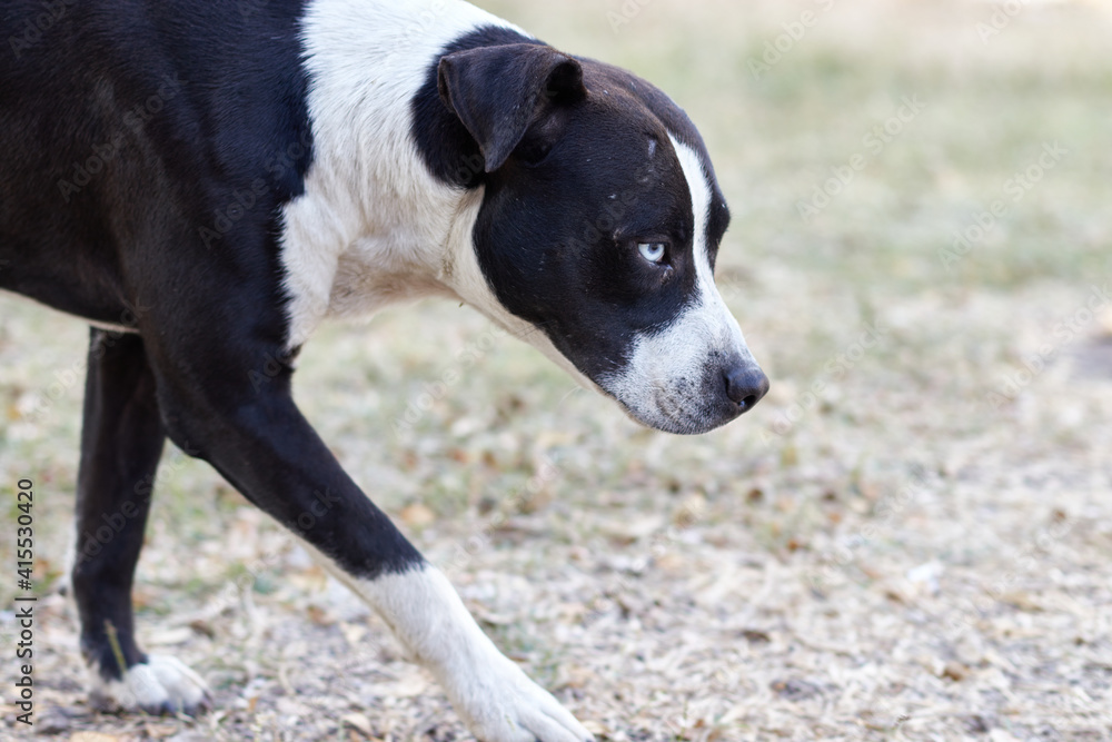black and white adult dog with white eyes