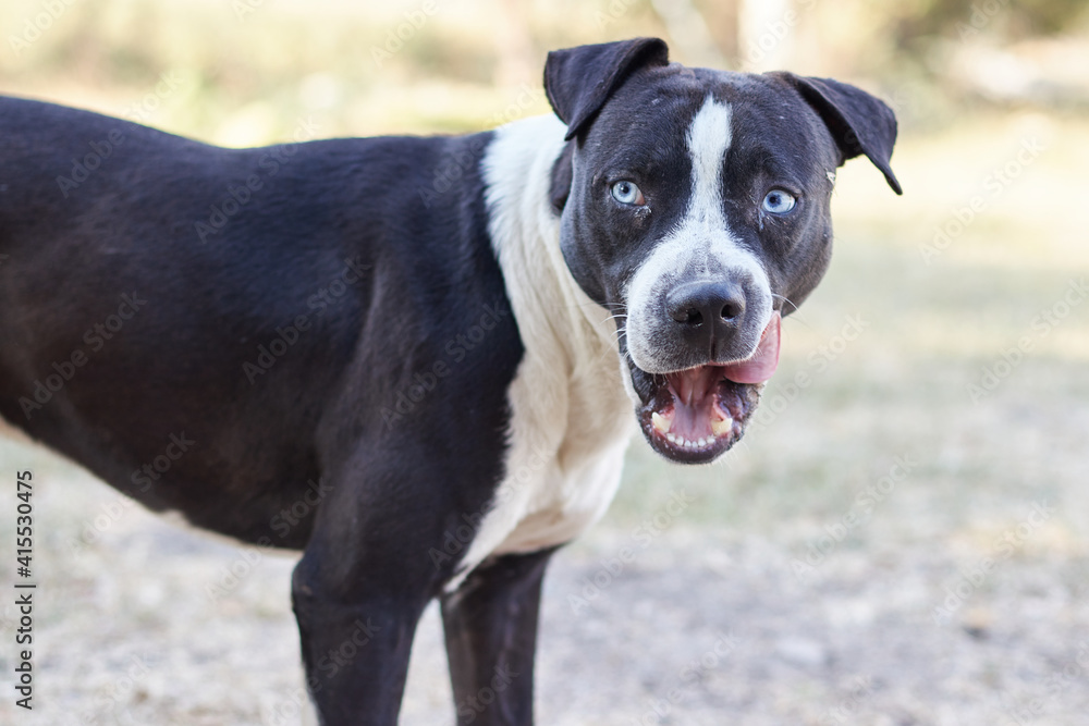 black and white adult dog with white eyes