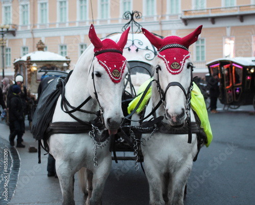 horses in harness