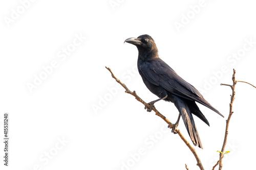Image of crows on a branch isolated on white background. Birds. Wild Animals. © yod67