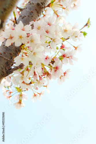 陽光と桜の花