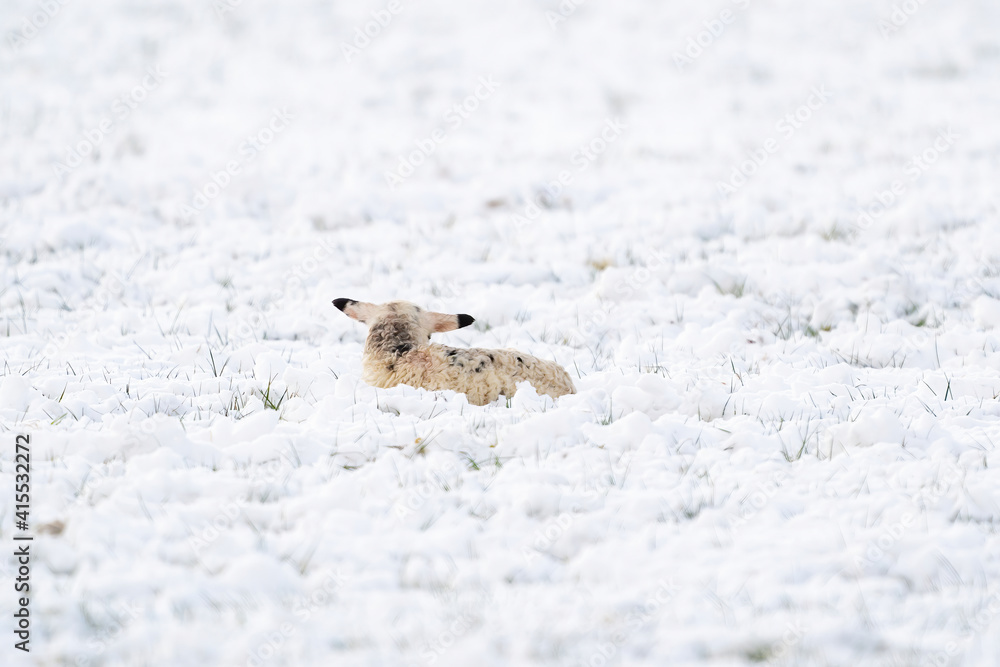 A newly born white lamb lies in the meadow, covered with snow. Seen from the behind. Winter on the farm A newly born white lamb lies in the meadow, covered with snow. Seen from the behind. Winter on the farm