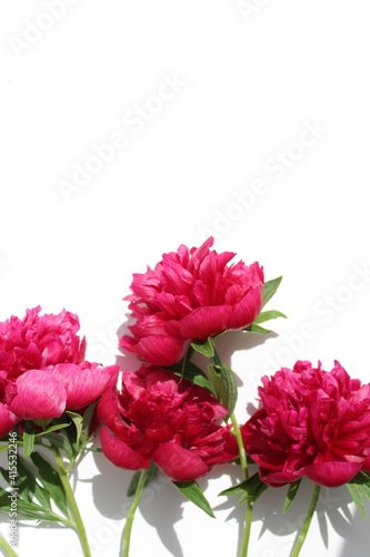 pink peonies flowers isolated on white