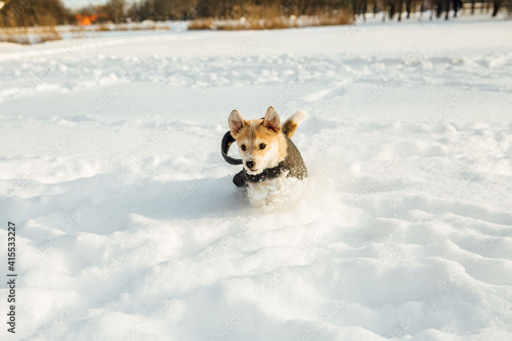 A small dog, in a dog coat, a Portuguese podengo crossbreed, playing in the snow and having a good time on a sunny winter day