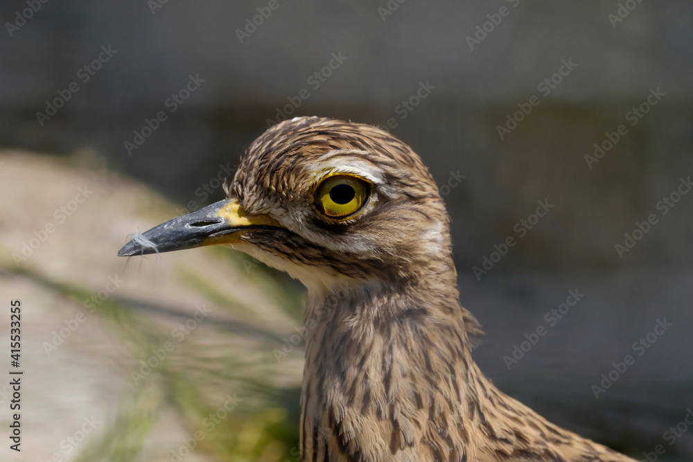 Close up of an Australian Bush Stone Curlew bird.Close-up of a section of a Stone Curlew bird. Bird with yellow eyes in the head Close up of an Australian Bush Stone Curlew bird.Close-up of a section of a Stone Curlew bird. Bird with yellow eyes in the head