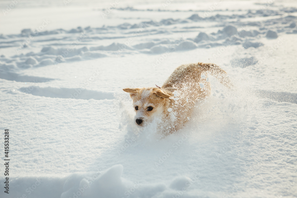 A small dog, a Portuguese podengo crossbreed, plays in fresh snow and has a good time on a sunny winter day