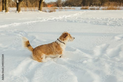 Fototapeta Naklejka Na Ścianę i Meble -  A small dog, a Portuguese podengo crossbreed, plays in fresh snow and has a good time on a sunny winter day