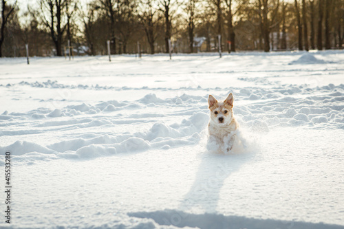 A small dog  a Portuguese podengo crossbreed  plays in fresh snow and has a good time on a sunny winter day