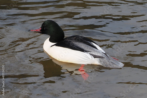 Male mergus merganser  or goosander with breeding plumage, white and variable salmon-pink tinge body, black head with iridescent green gloss, rump and tail grey, wings  white and black on the outer