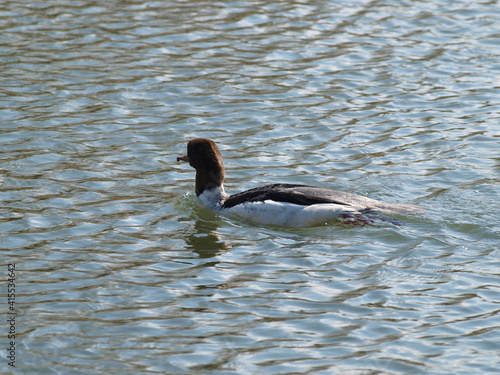 Female mergus merganser or goosander with grey and white plumage, an erect crest of feathers on reddish-brown head, white chin, and white secondary feathers on the wing, red to brownish-red bill 