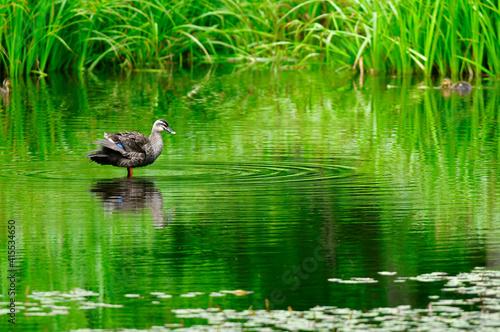 緑の包まれる高原の池にカルガモの親子