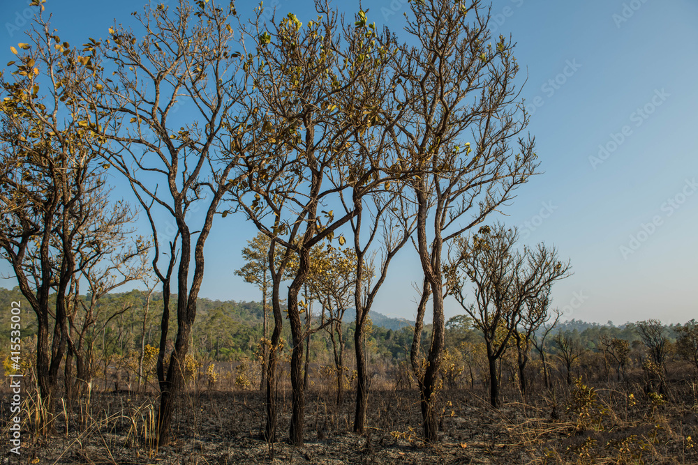 The condition of the evergreen forest That was burnt in the dry season