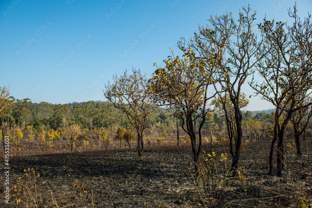 The condition of the evergreen forest That was burnt in the dry season The condition of the evergreen forest That was burnt in the dry season