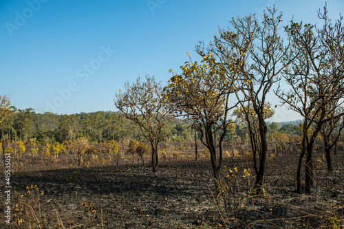The condition of the evergreen forest That was burnt in the dry season