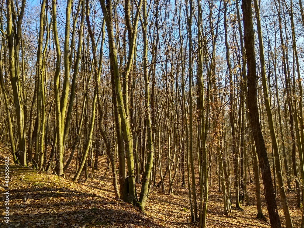 Deep forest in Europe with river and lake Deep forest in Europe with river and lake