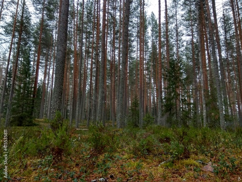 Deep forest in Europe with river and lake