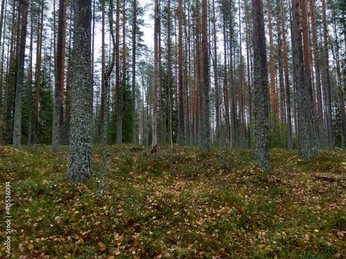 Deep forest in Europe with river and lake