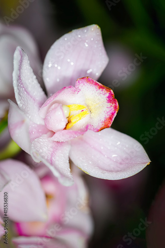 Cymbidium Hybrid orchid flower