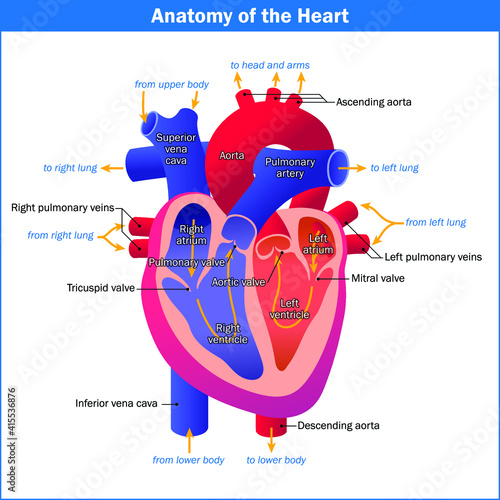 human heart anatomy model isolated vector EPS file