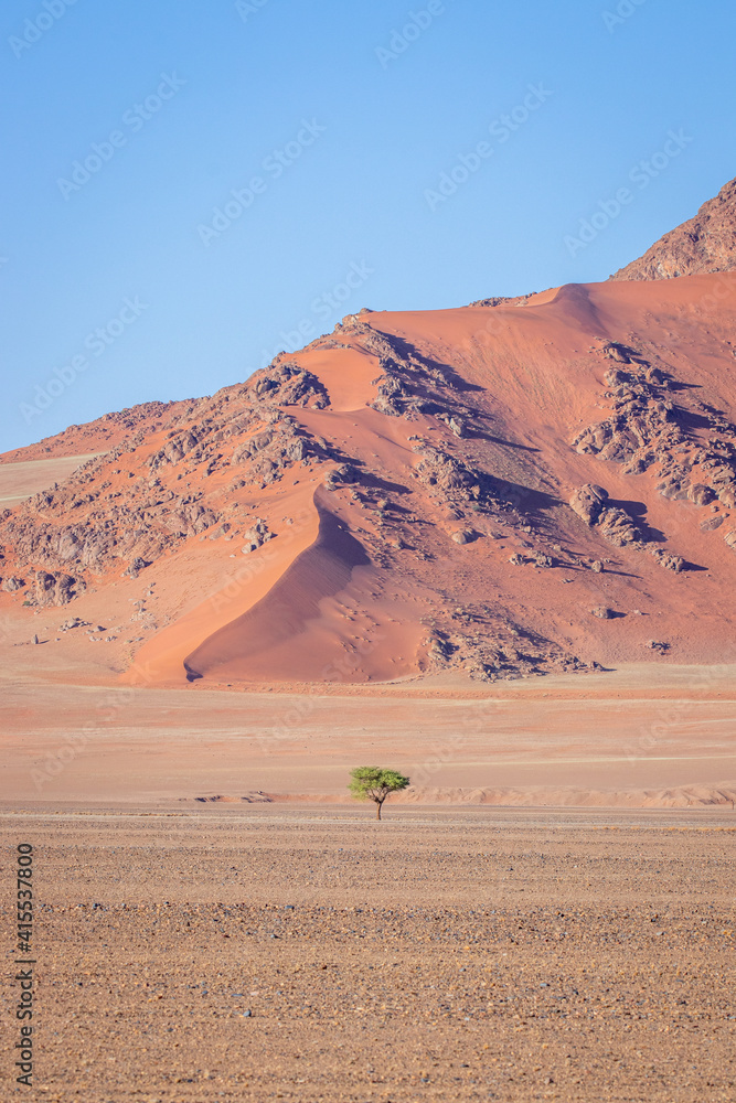 A single tree with a rocky dune at the back, Sossusvlei, Namibia. 