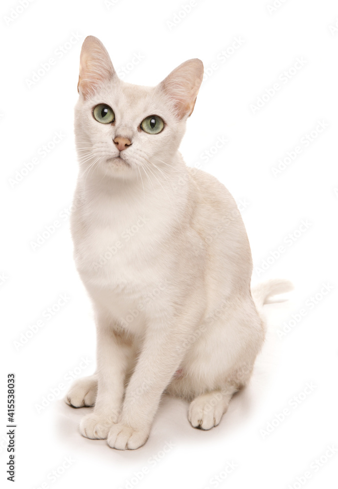 Burmilla cat portrait