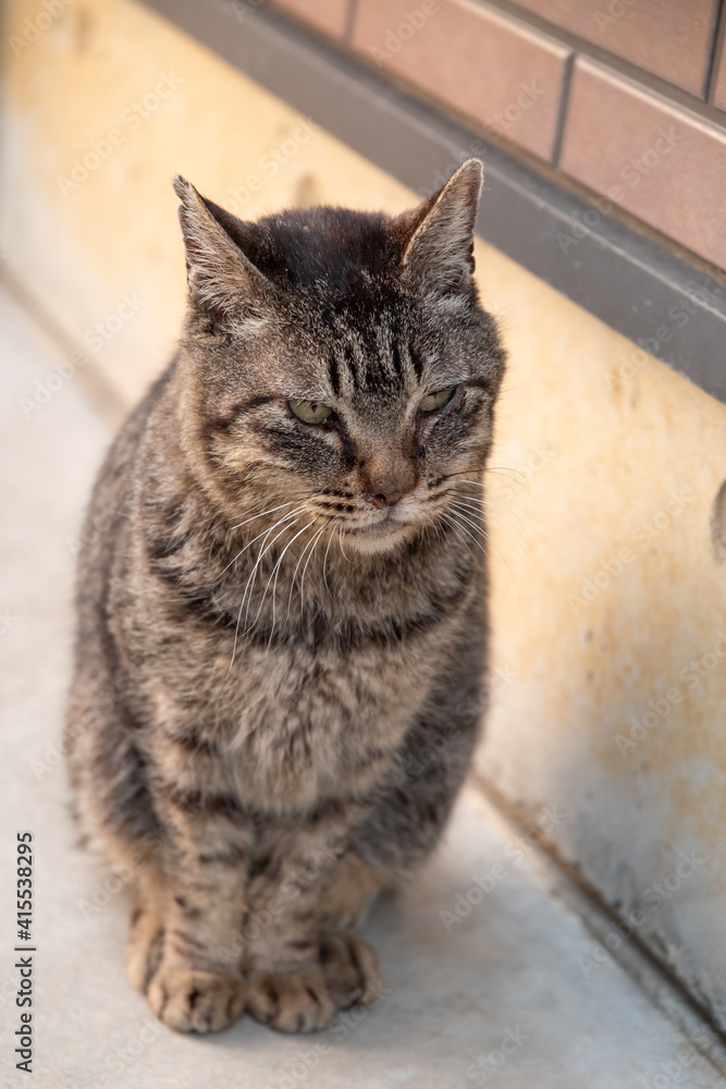 座る猫　キジトラ猫