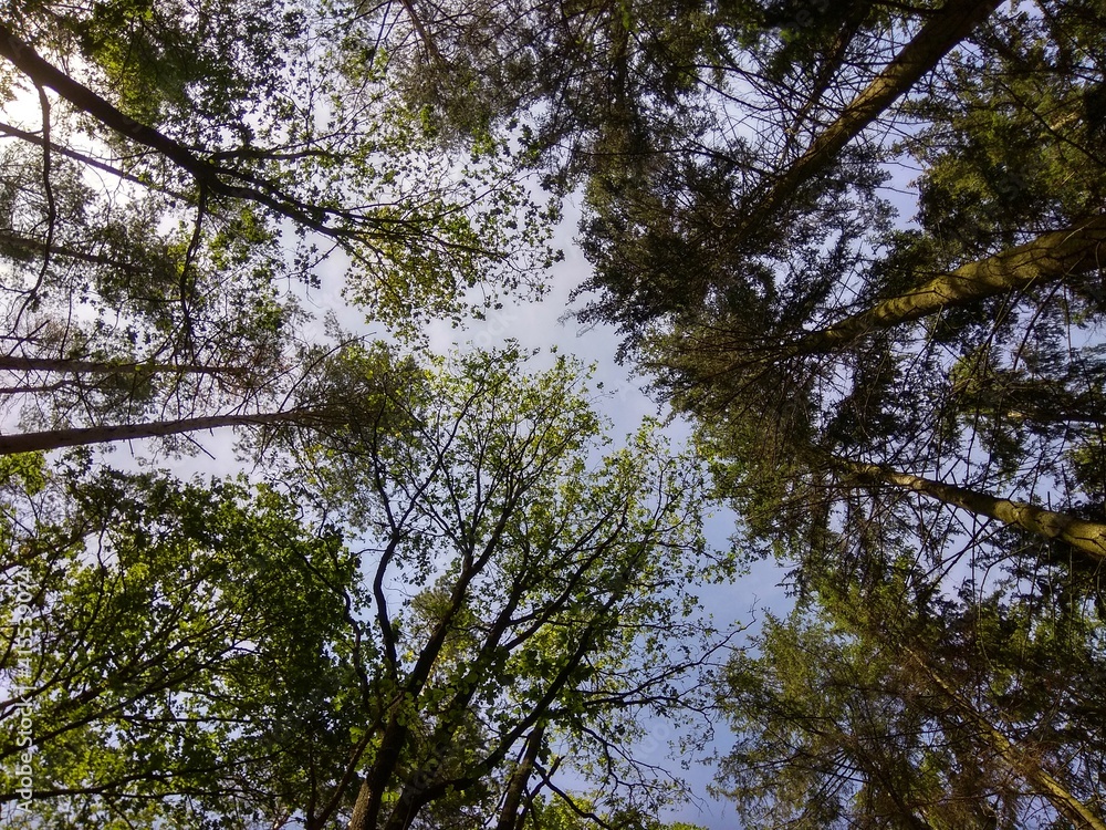 Obraz premium Deep forest in Europe with river and lake