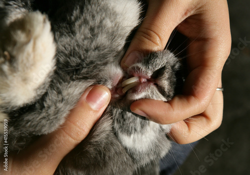 Owner checking rabbits teeth