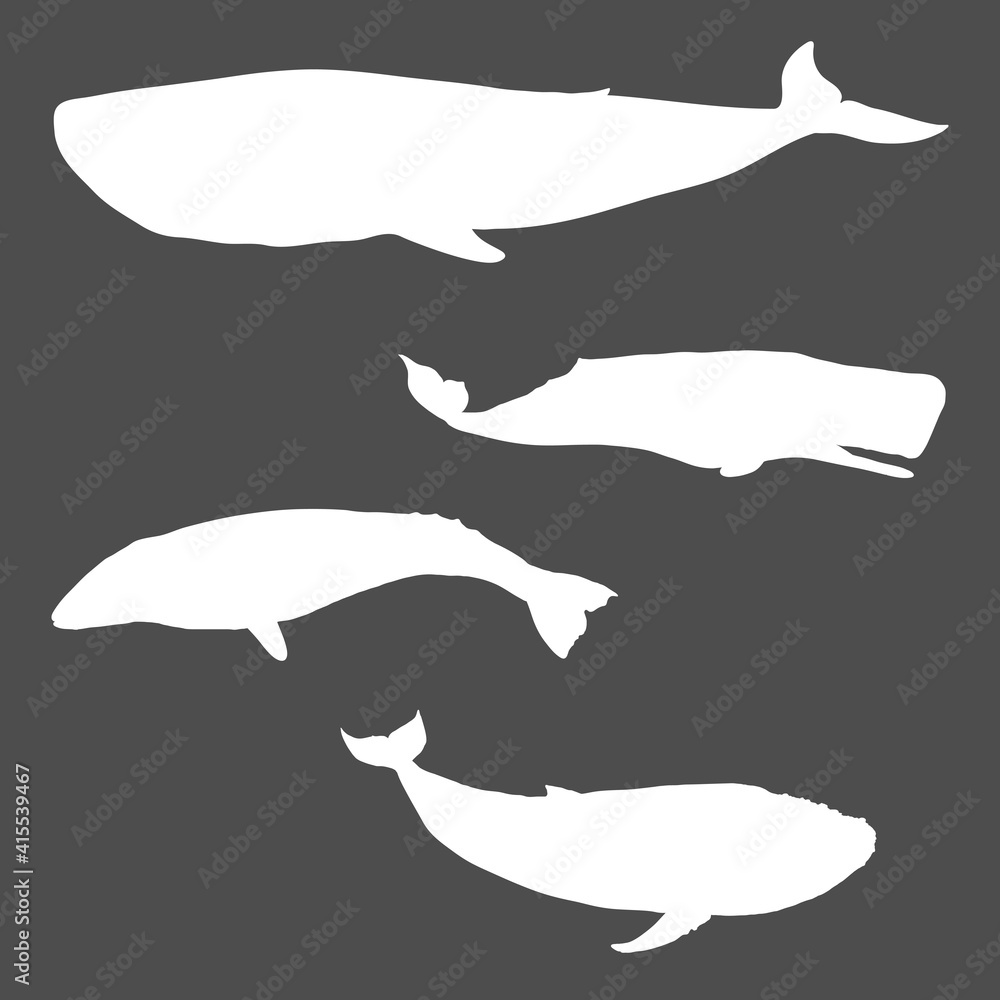 Fototapeta premium Vector Set of Whale Silhouettes. Blue Whale, Cachalot, Gray Whale and Humpback Whale.
