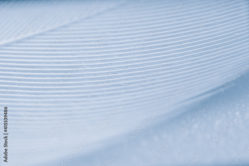 Bird feather on blue background Bird feather on blue background