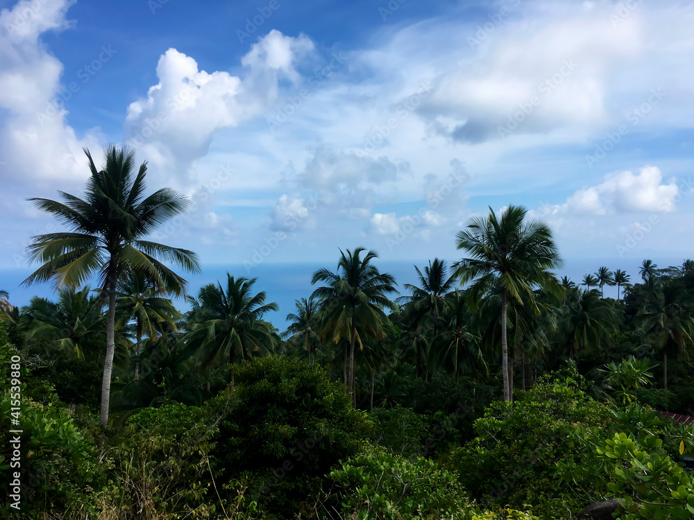 Beautiful tropical view with palm trees in Thailand