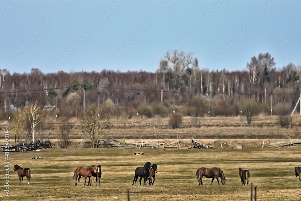 horses on the farm, animals in the field, nature of the horse