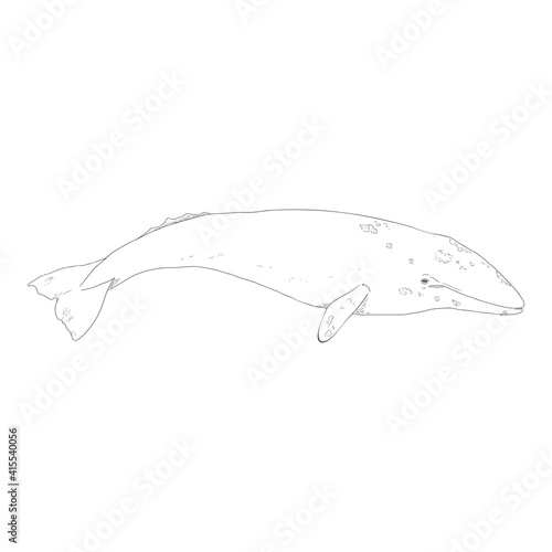 Vector Sketch Gray Whale