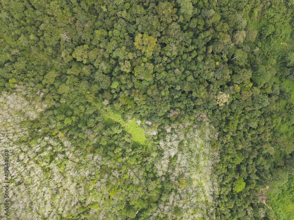 Aerial view of Forest in Malaysia