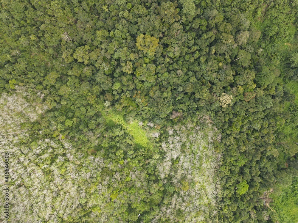 Aerial view of Forest in Malaysia Aerial view of Forest in Malaysia