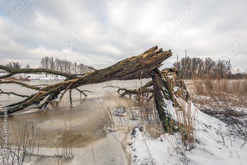 Chipped tree fallen into the lake. It is winter and the water of the lake is frozen. There is a layer of snow on the shore. The reeds on the water's edge have turned yellow.  © Ruud Morijn